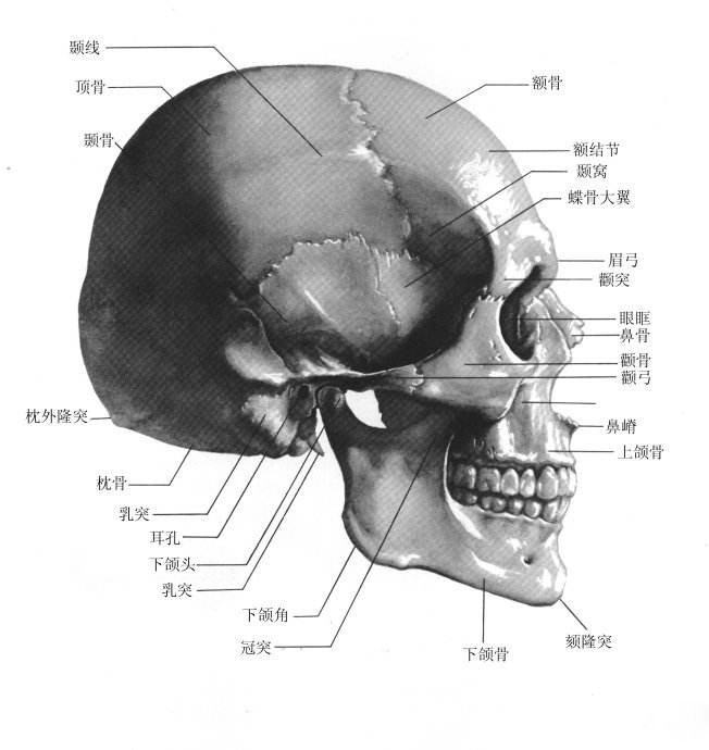 金屬<a href=http://www.ttyulecheng168.com/dayin.html target=_blank class=infotextkey><a href=http://www.ttyulecheng168.com/dayin.html target=_blank class=infotextkey>3d打印</a></a>技術(shù)可促進(jìn)顱頜面外科手術(shù)創(chuàng)新與發(fā)展